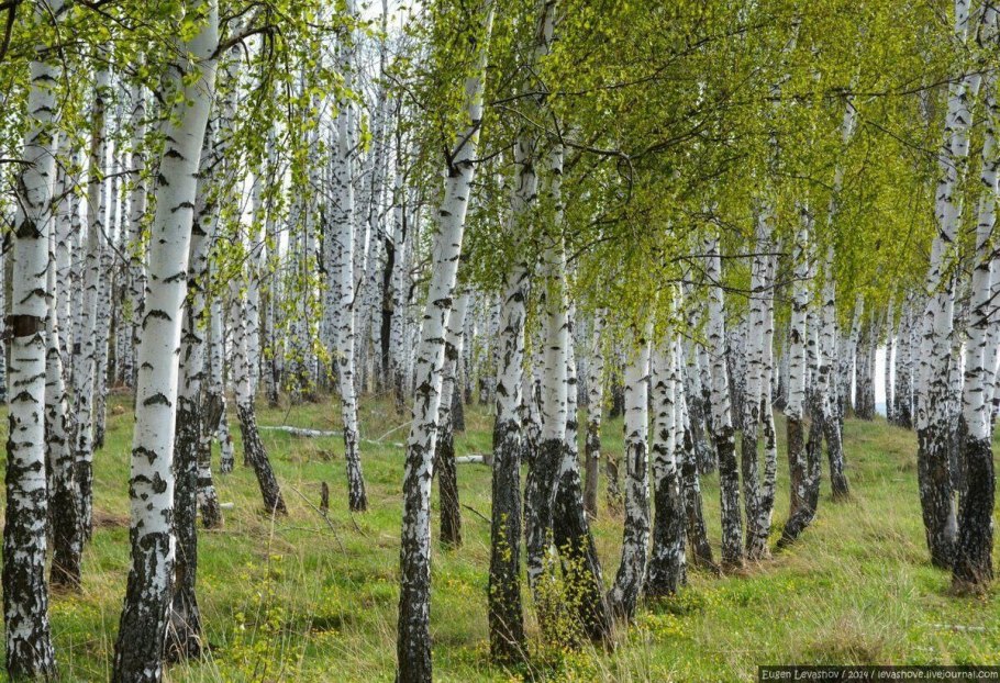 Береза повислая (бородавчатая) – Betula pendula