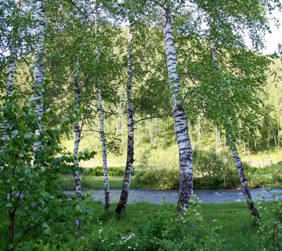 Береза белокорая