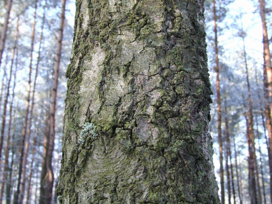 Березняк, Березовая роща