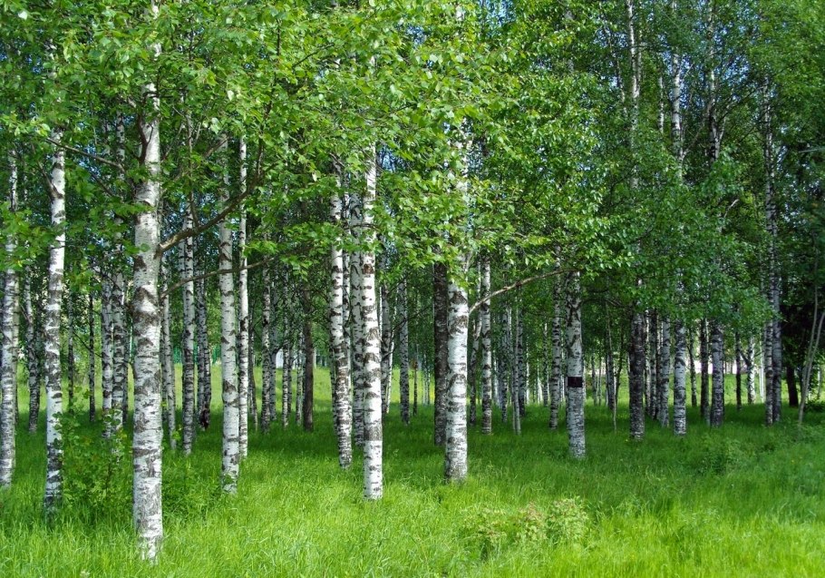 Береза картинка