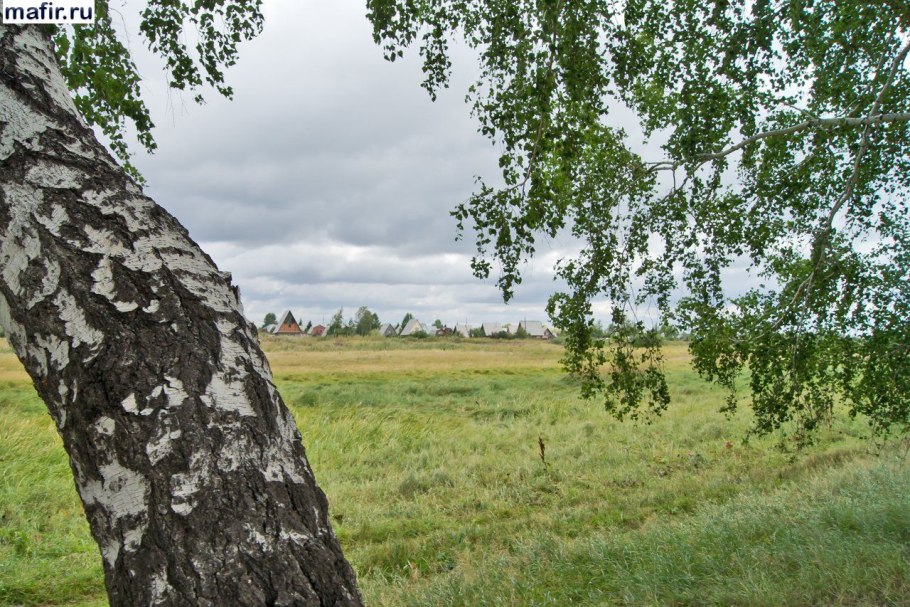 Елово березовый лес