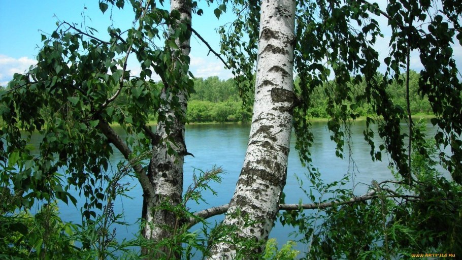 Яранская Березовая роща