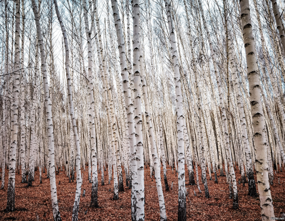 Береза в городе