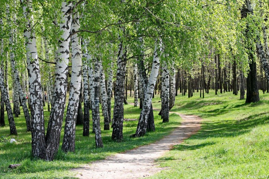 Березовая роща Пермь