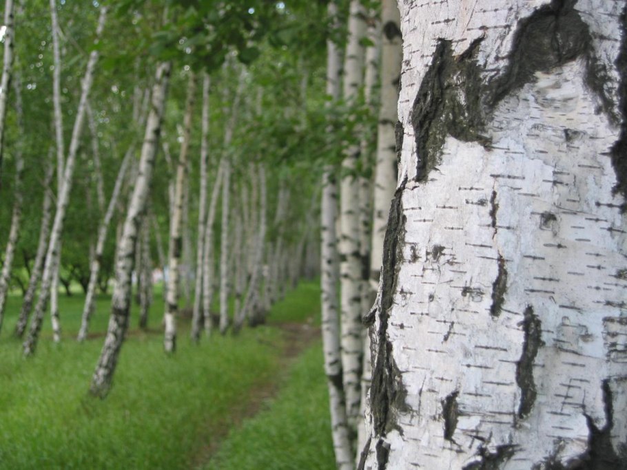 Betula Alba (Бетула Альба) береза повислая