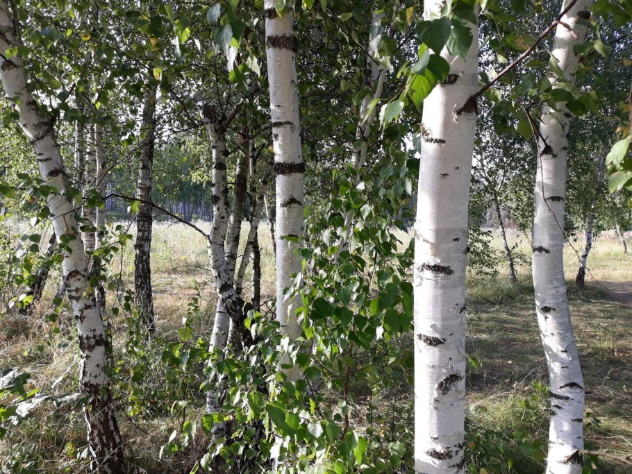 Береза обыкновенная (Betula Alba)