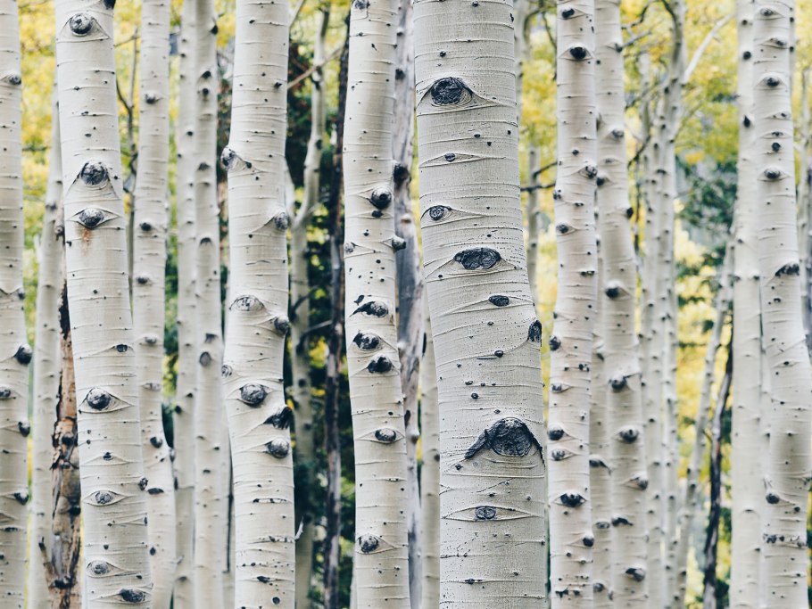 Берёза Радде