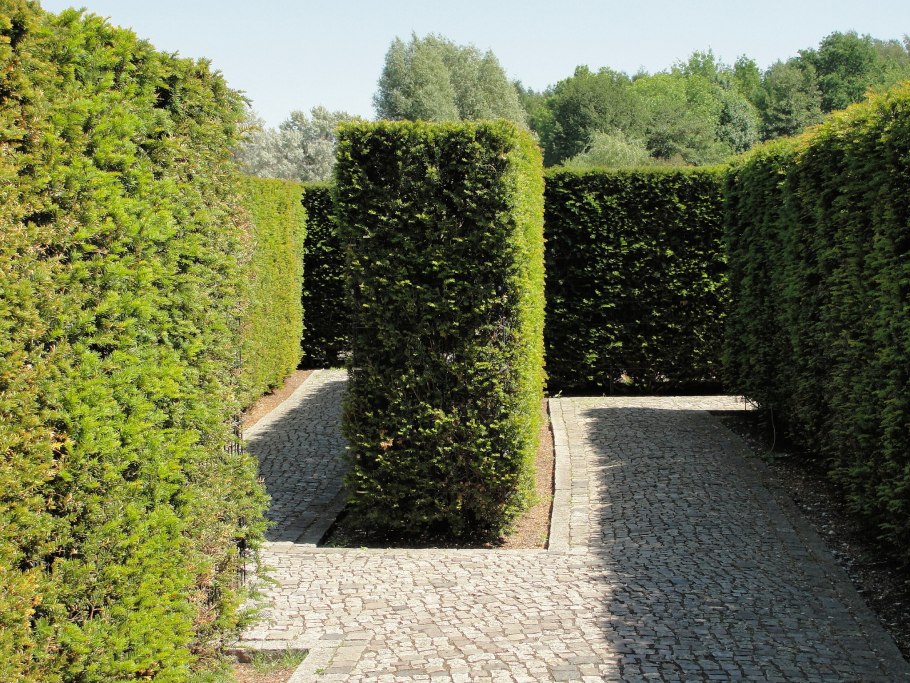 Taxus baccata изгородь