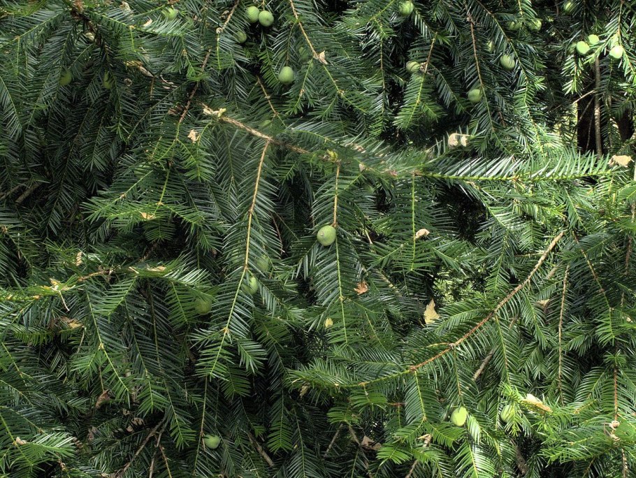 Торрея тисолистная