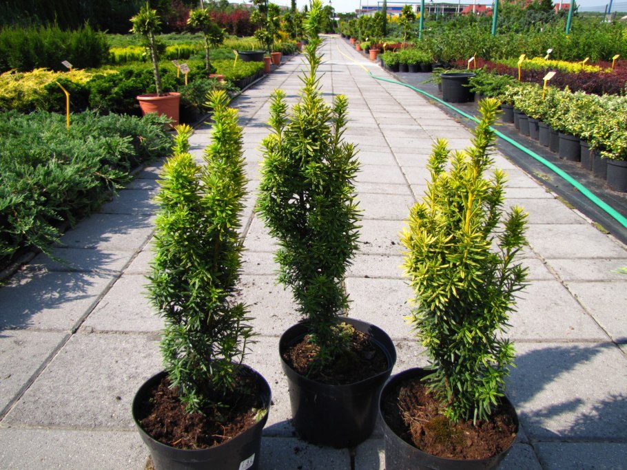 Тис taxus baccata 'david'