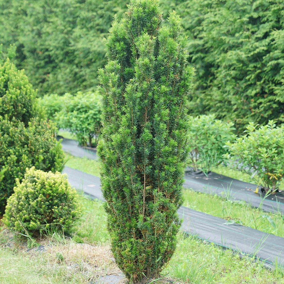 Taxus baccata fastigiata