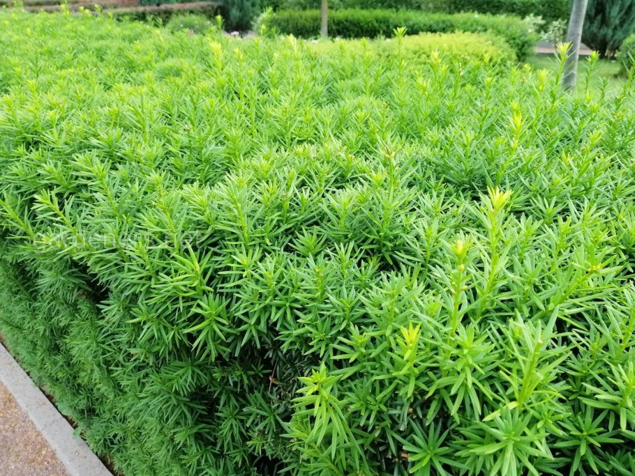 Taxus brevifolia