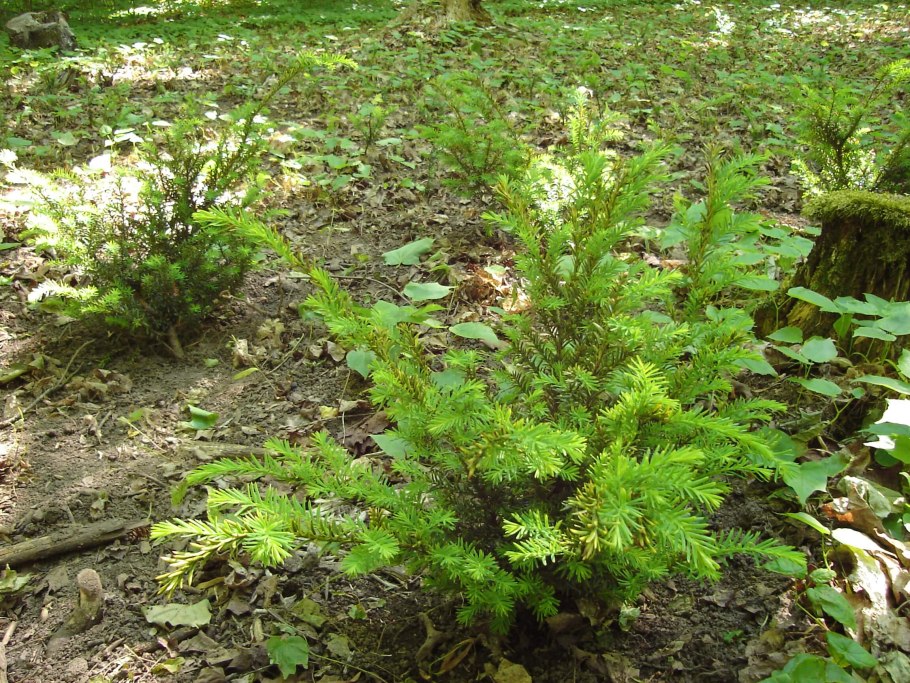 Taxus brevifolia Nutt кора