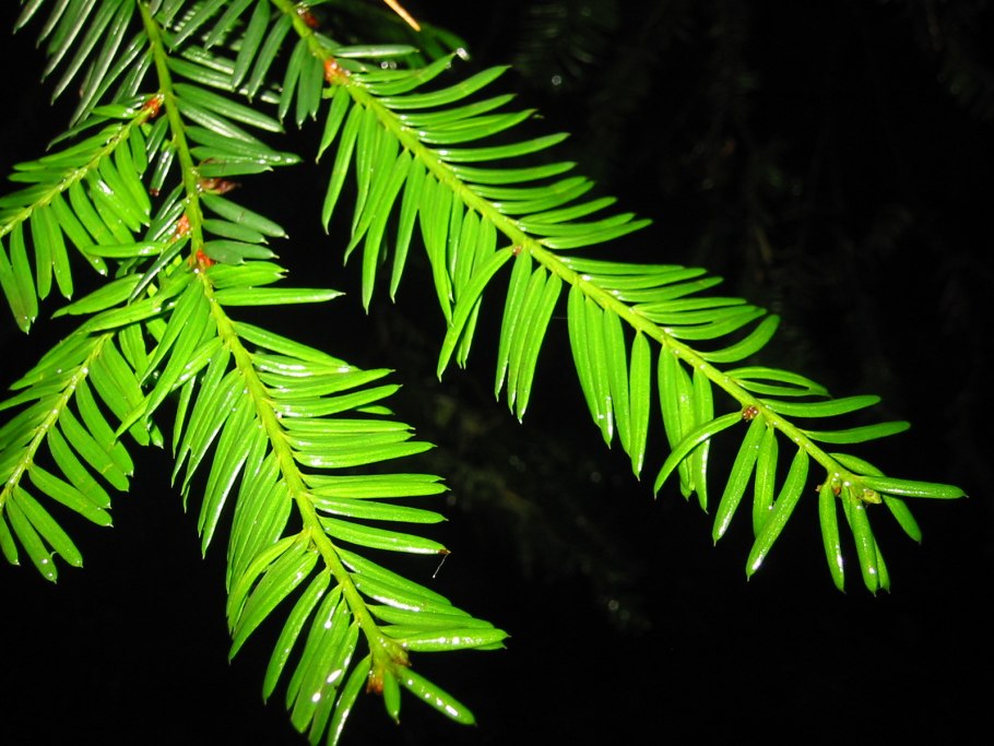 • Тисс ягодный (Táxus baccáta