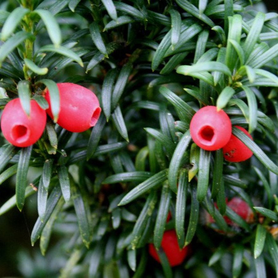 Taxus baccata fastigiata aurea