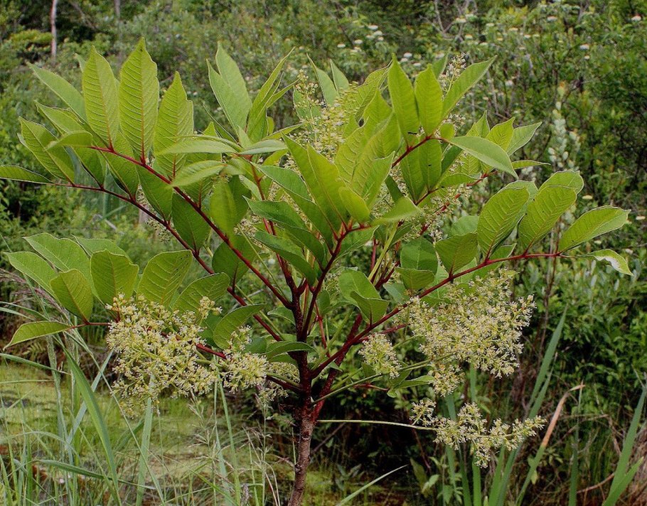 Rhus Midoria русскоязычный сайт
