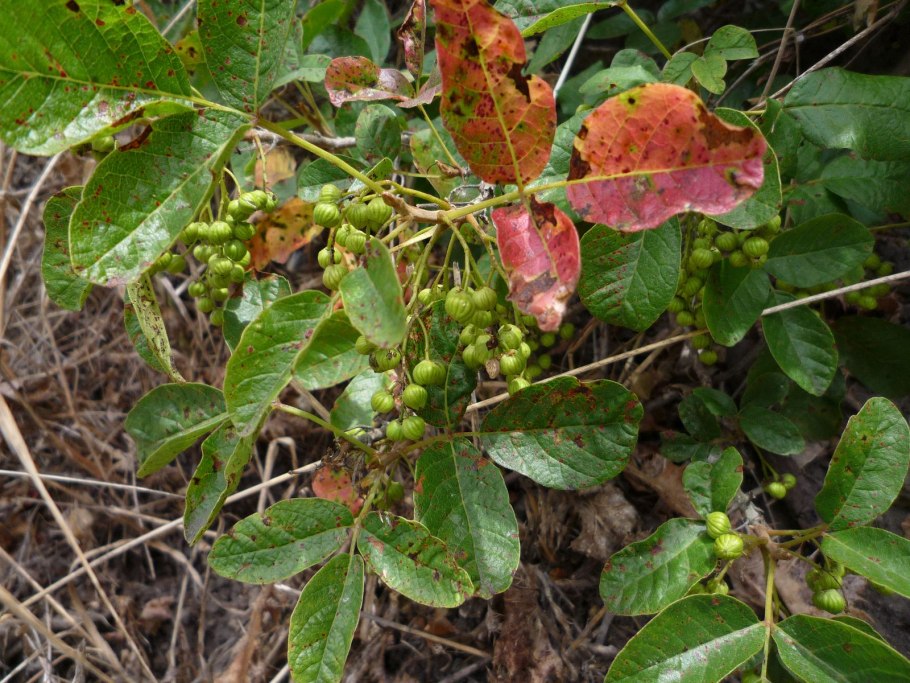 Ипритка волосистоплодная Toxicodendron trichocarpum),