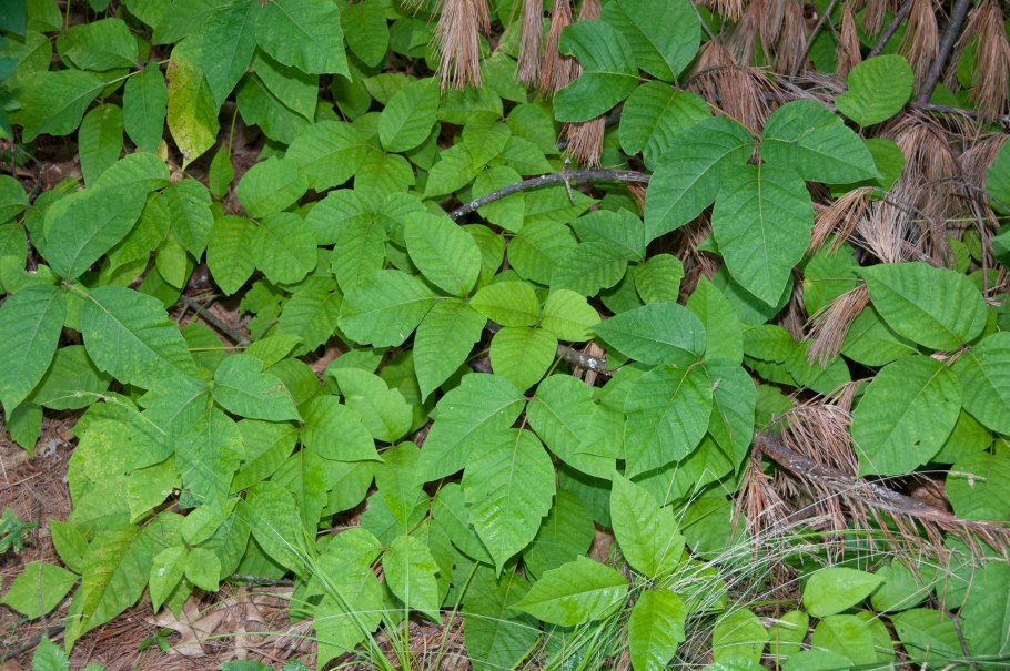 Плющ токсикодендрон