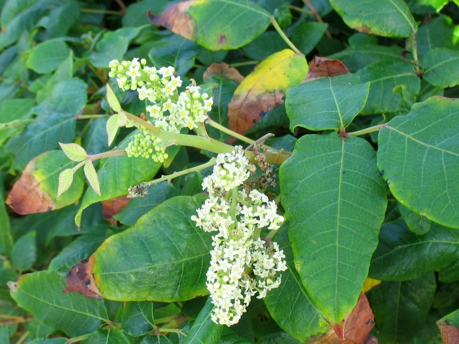 Токсикодендрон Восточный ипритка