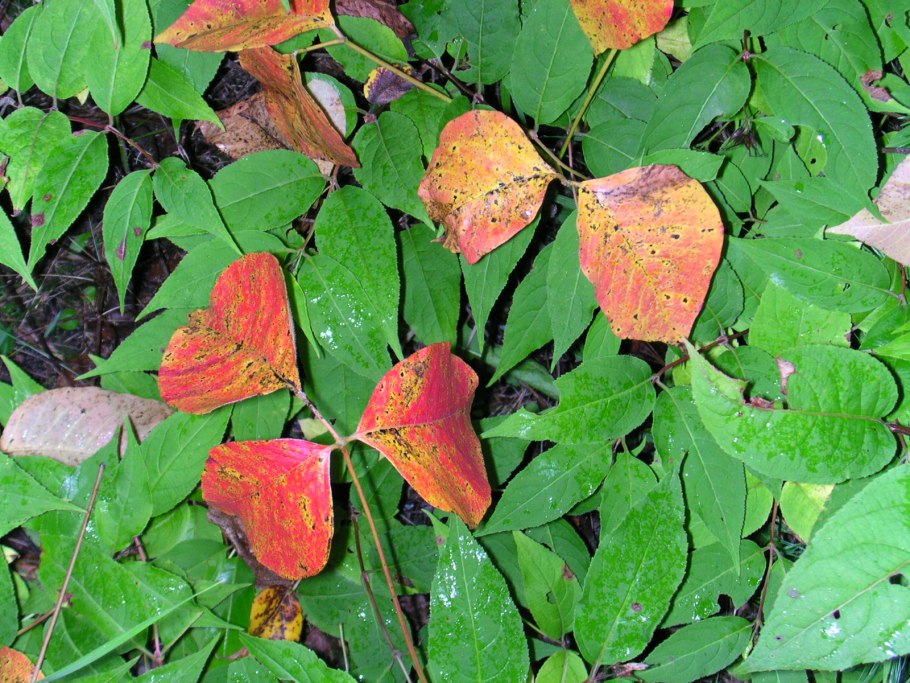 Токсикодендрон Кверцифолиум