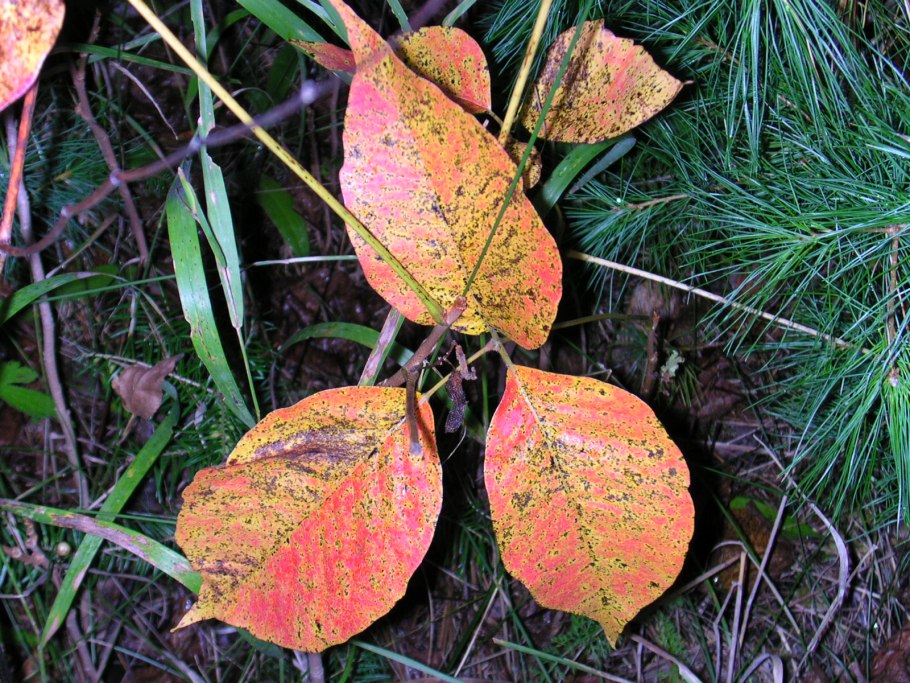 Токсикодендрон пушистый