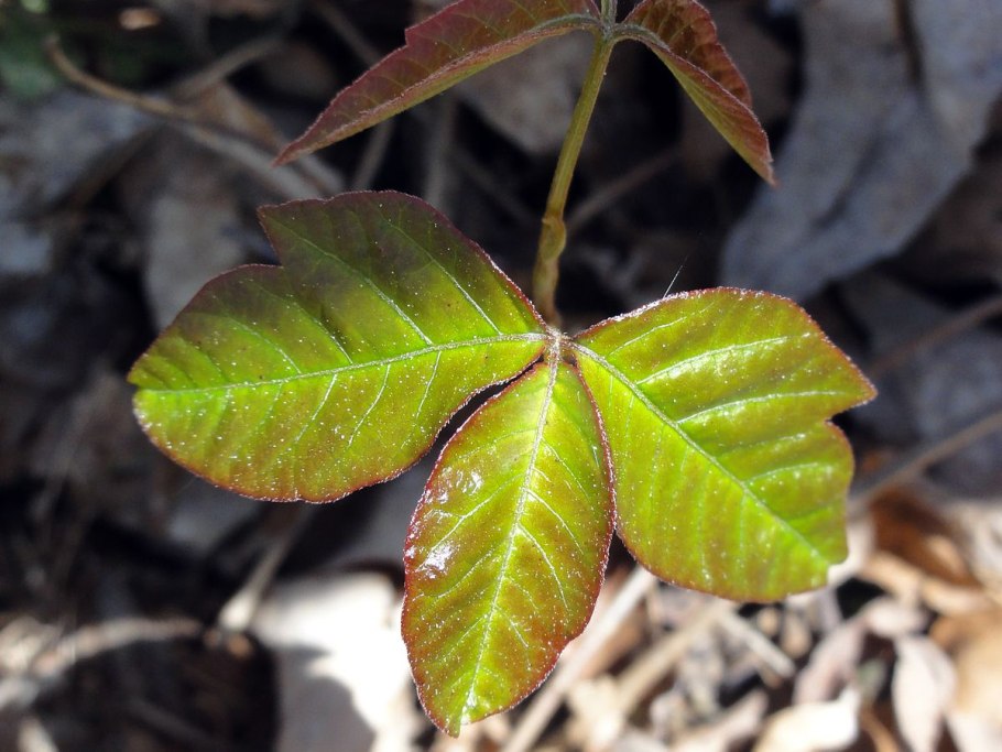 Плющ токсикодендрон