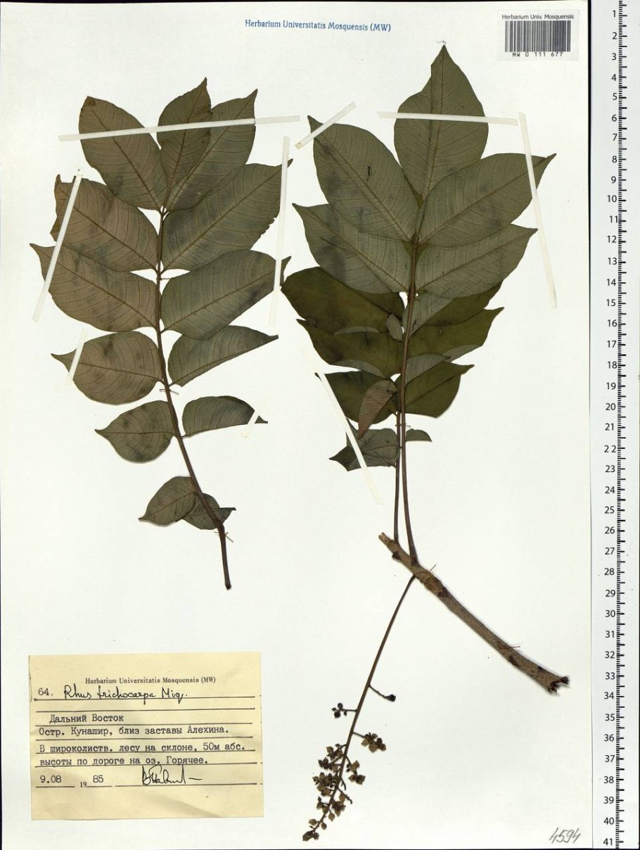 Токсикодендрон дуболистный