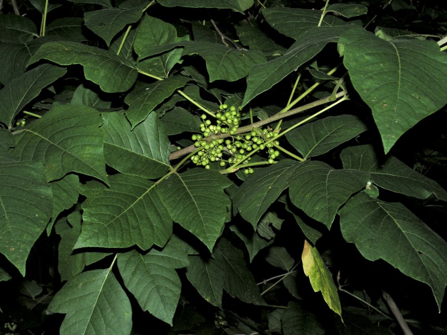 Poison ivy растение