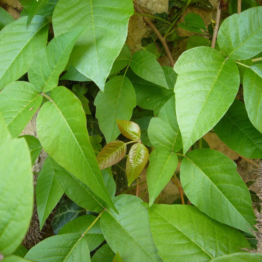 Toxicodendron radicans