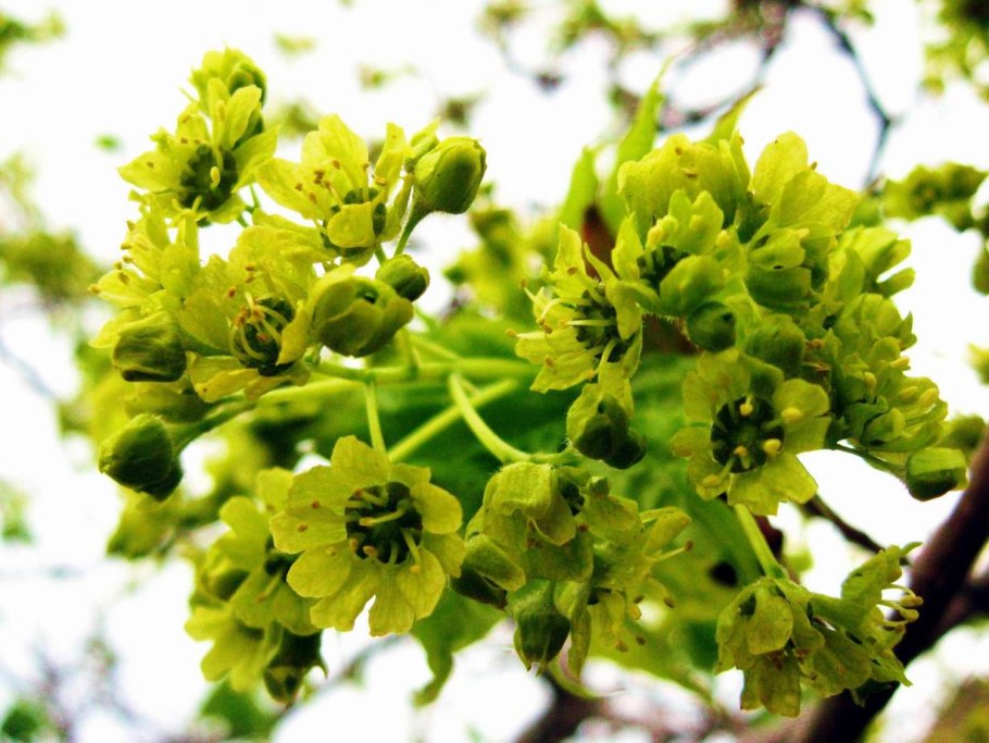 Токсикодендрон дуболистный