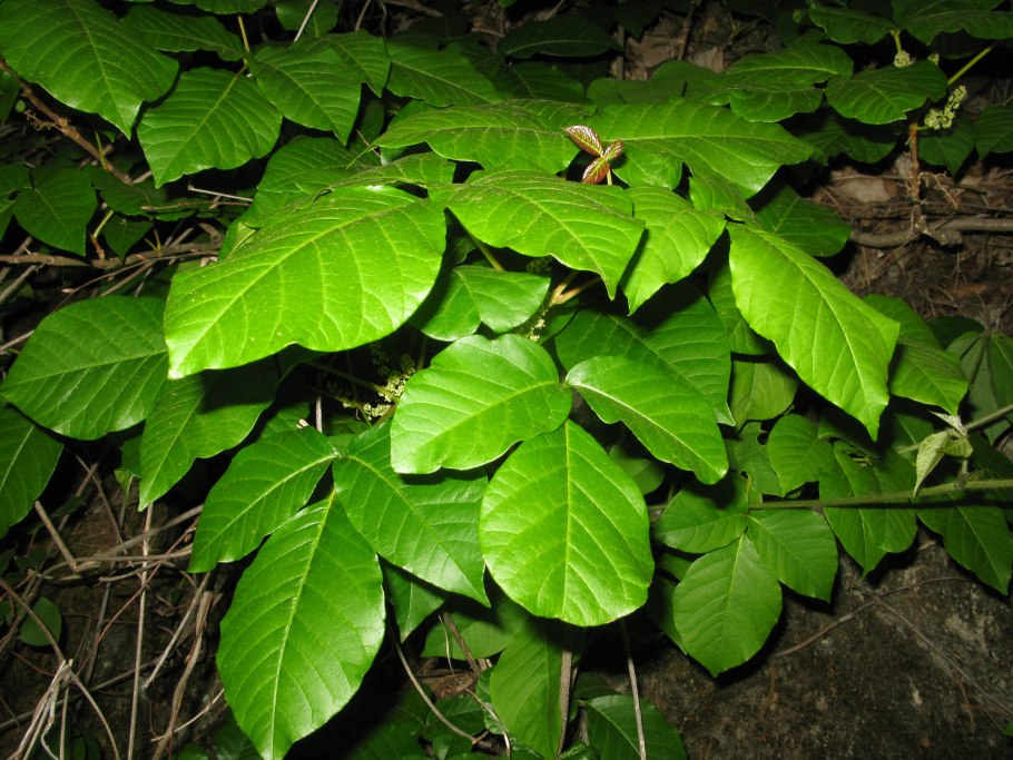 Toxicodendron orientale