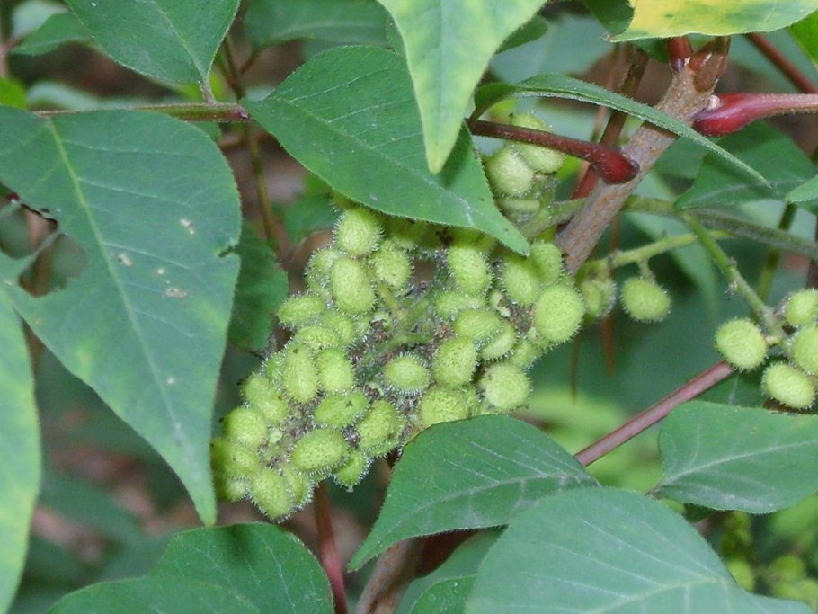 Ипритка токсикодендрон