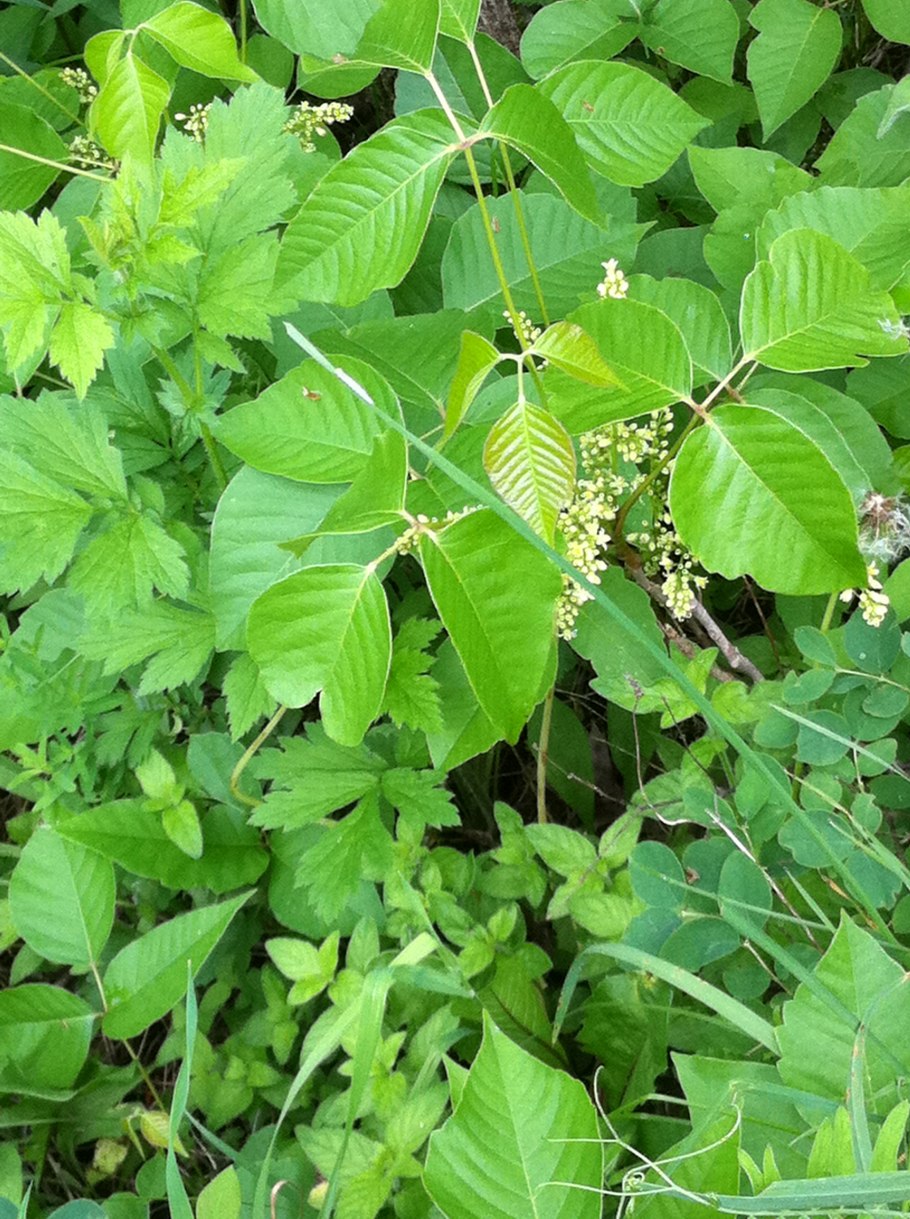 Сумах ядоносный (лаковое дерево)