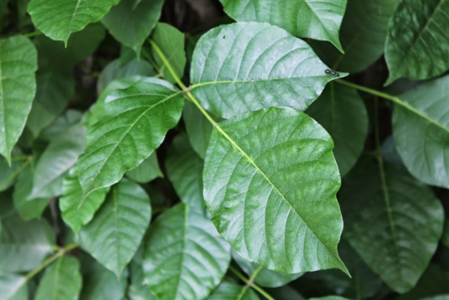 Токсикодендрон пушистый