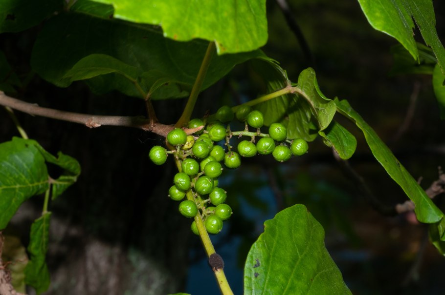 Плющ ядовитый растение дикий