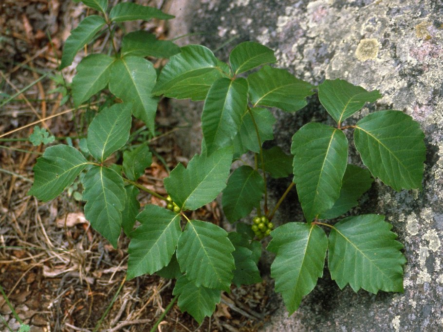 Toxicodendron radicans