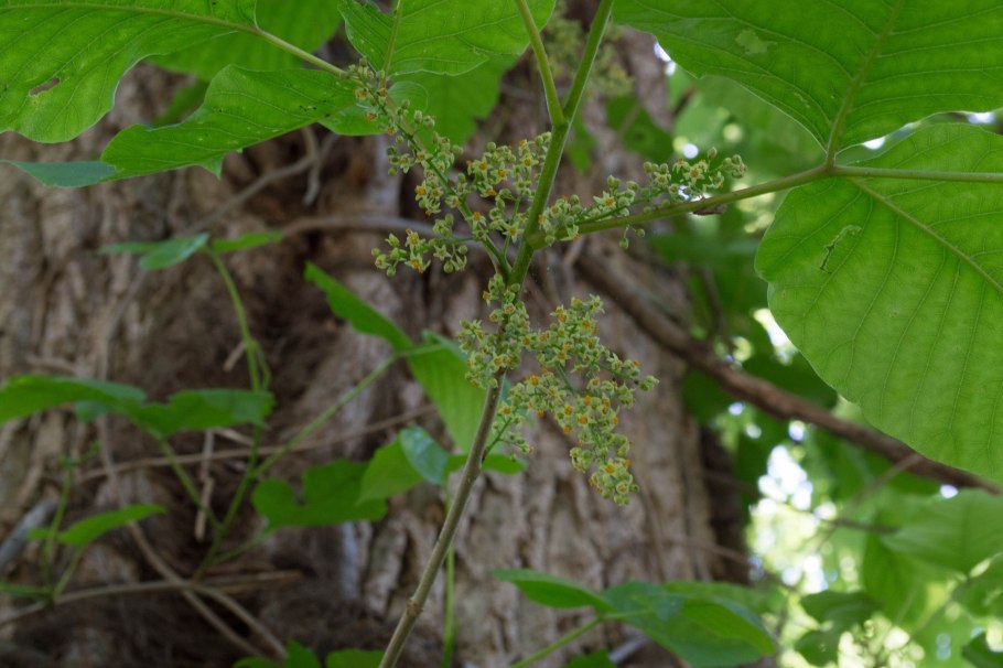 Poison Ivy растение