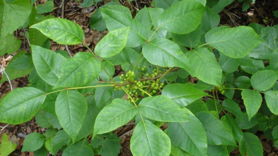 Плющ токсикодендрон