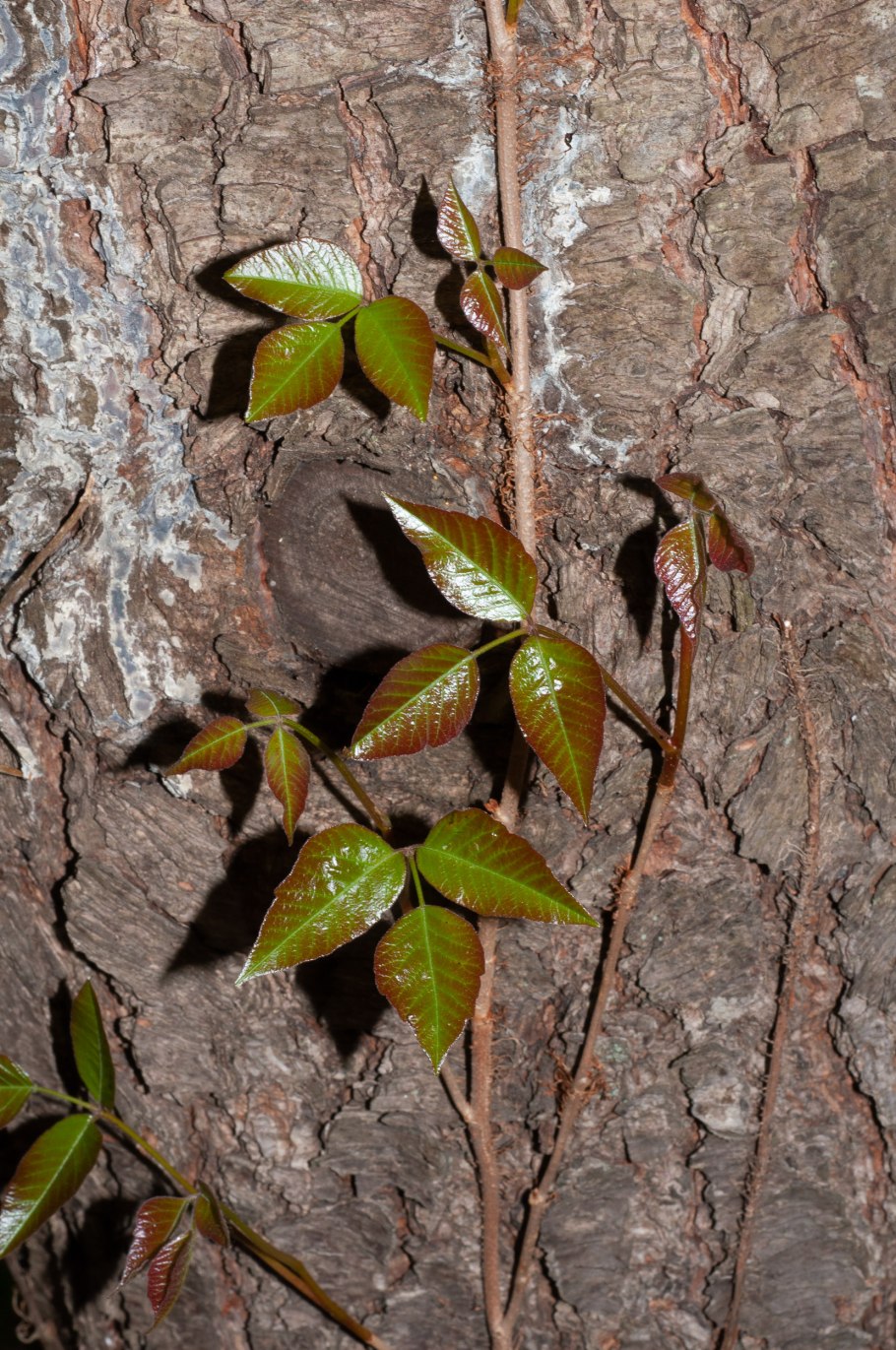 Токсикодендрон Восточный