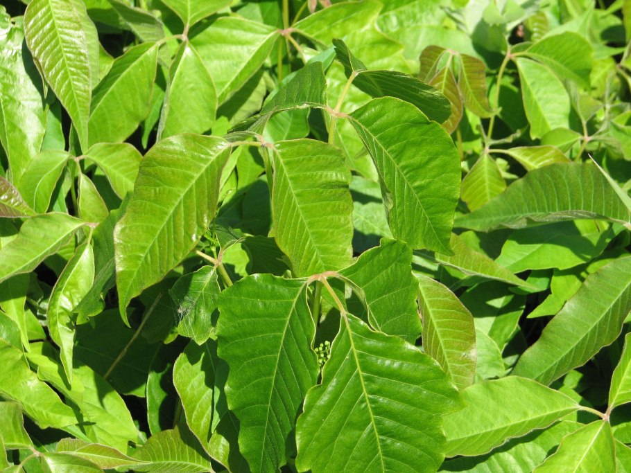 Rhus toxicodendron