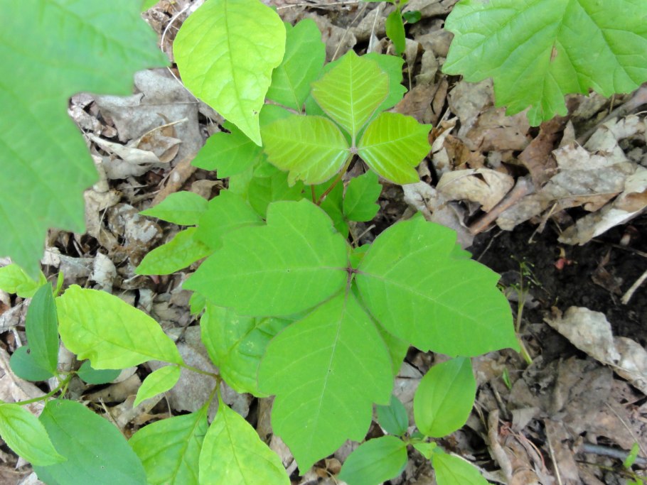 Toxicodendron radicans