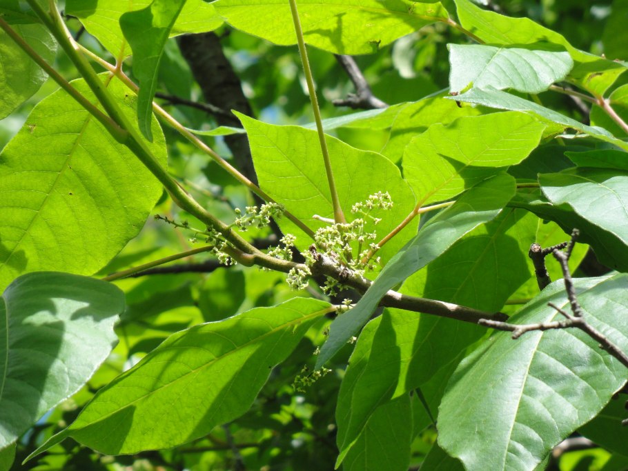 Ипритка на Шикотане