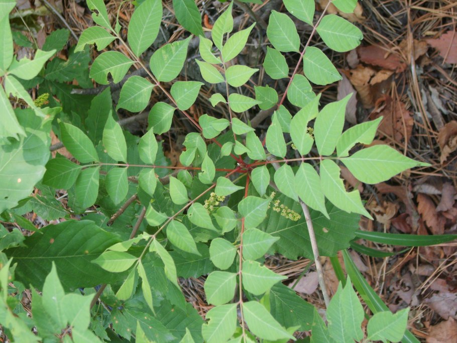 Ядовитый плющрасиение