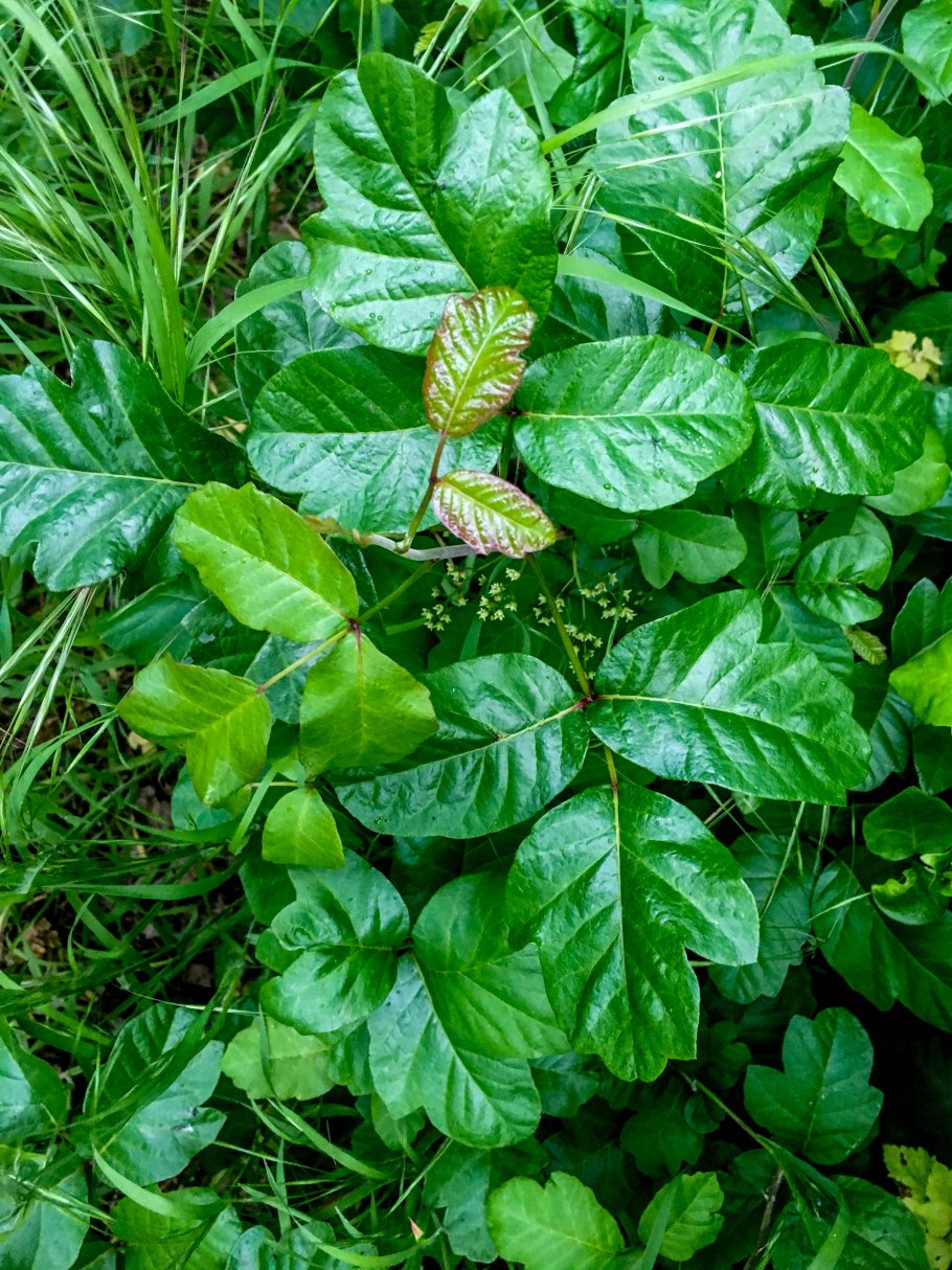 Плющ токсикодендрон