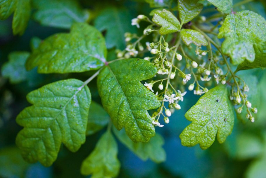 Плющ токсикодендрон ядовитый