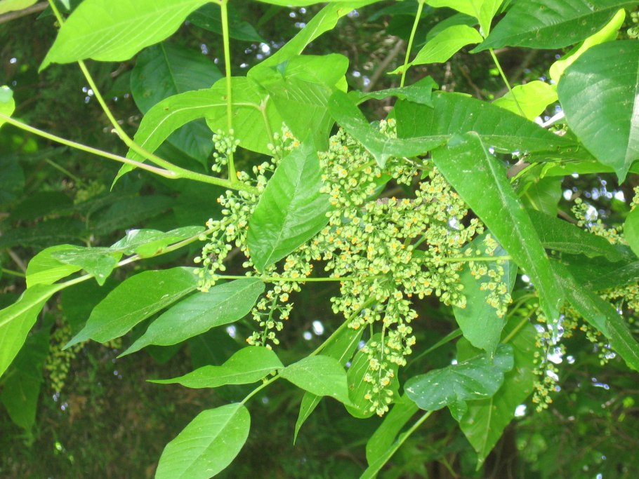 Дерево бархат амурский