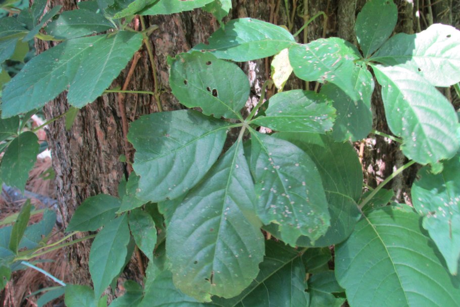 Токсикодендрон Кверцифолиум