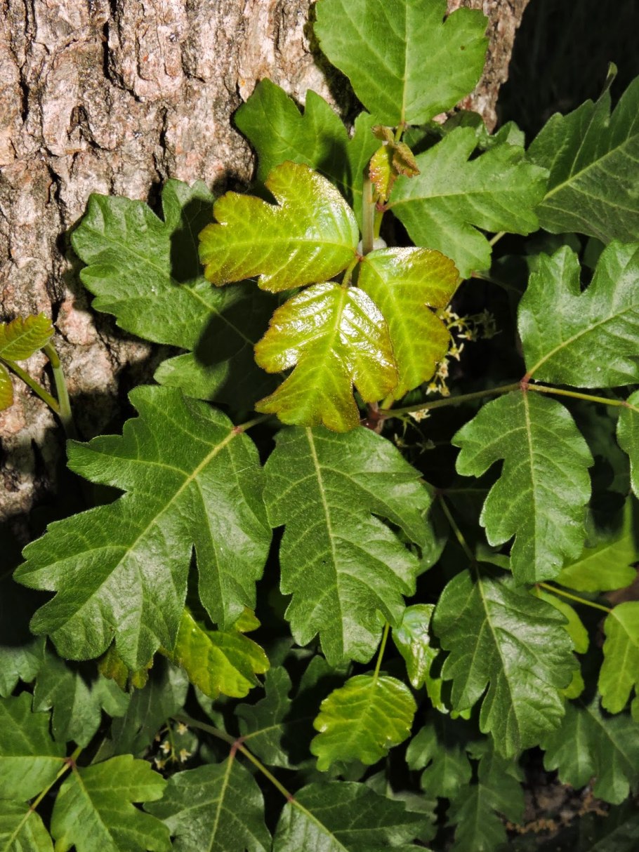 Токсикодендрон Восточный ипритка