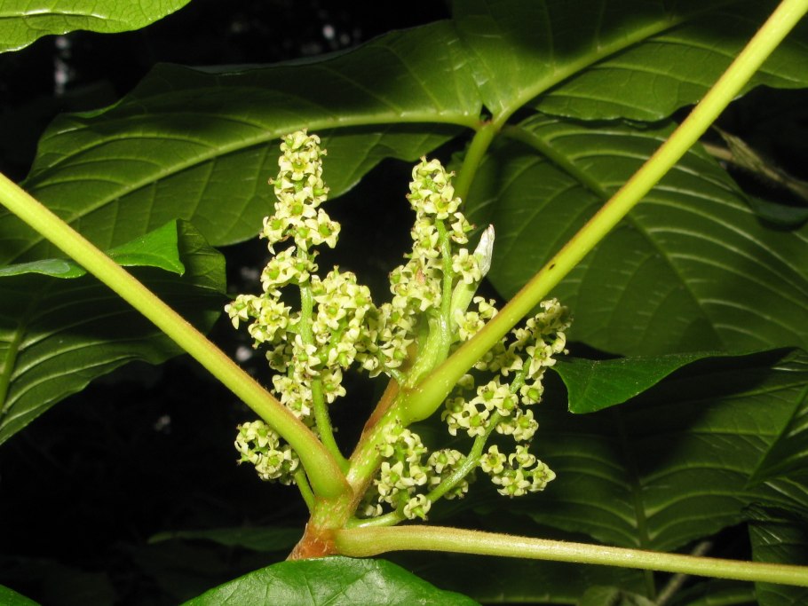 Toxicodendron radicans