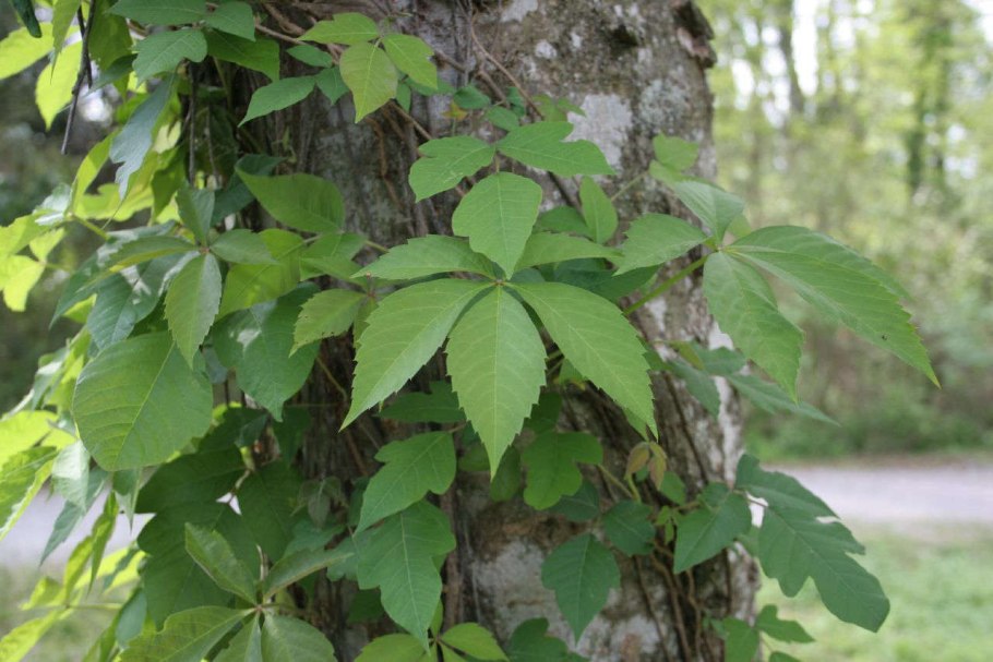 Rhus Toxicodendron (Rhus